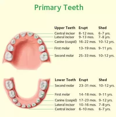 teeth